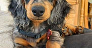 Apostrophe a rejoint le concours — aidez-le/la à gagner de superbes lots ! dog, puppy, dachshund, speckled, black, brown, fur, pet, animal, cute, indoor, cozy, collar, closeup, portrait, looking, paw, snout, ears, eyes