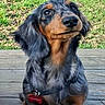 Apostrophe a rejoint le concours — aidez-le/la à gagner de superbes lots ! dog, dachshund, puppy, outdoor, grass, wooden_deck, leash, pet, canine, animal, cute, fur, black_and_tan, sitting, looking_up, nature, daylight, collar, obedient, small_dog