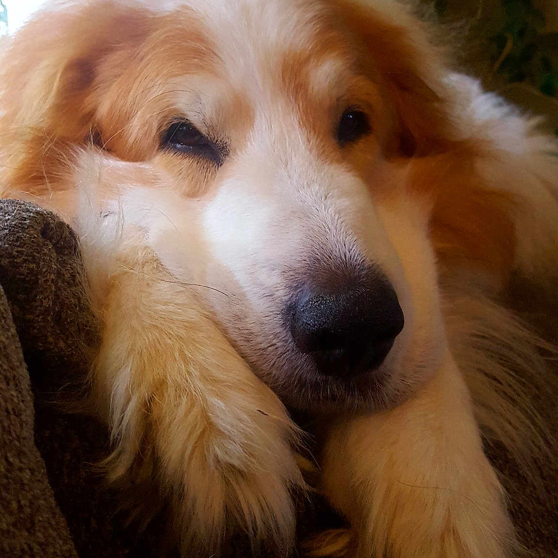 Cisco joined the competition — help win amazing prizes! ancient_dog_breeds, canidae, carnivore, companion_dog, dog, dog_breed, great_pyrenees, mammal, rare_breed_dog, scotch_collie, small_greek_domestic_dog, snout, sporting_group, vertebrate, whiskers