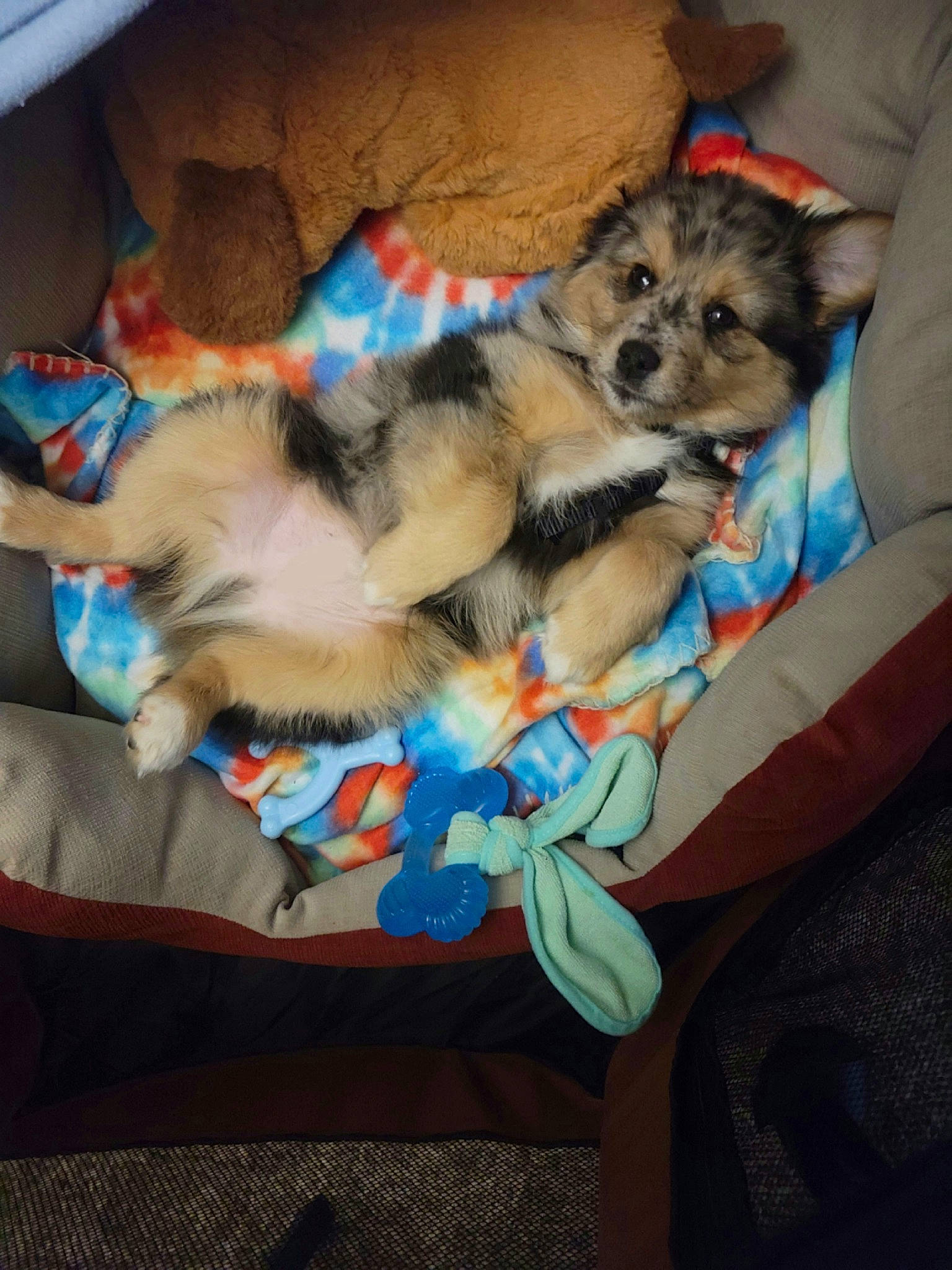 Austin is registered to the contest to win money with this photo: canidae, carnivore, comfort, companion_dog, dog, dog_breed, dog_clothes, dog_supply, fawn, felidae, ferret, fur, paw, puppy, small_terrier, small_to_medium_sized_cats, sporting_group, tail, terrier, toy_dog