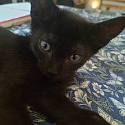 Sophie Cunningham joined the competition — help win amazing prizes! black_cat, kitten, cat, pet, animal, indoor, bedspread, floral_pattern, blue, green_eyes, close_up, stretching, feline, cute, curious, soft_lighting, cozy, room, blurred_background, resting