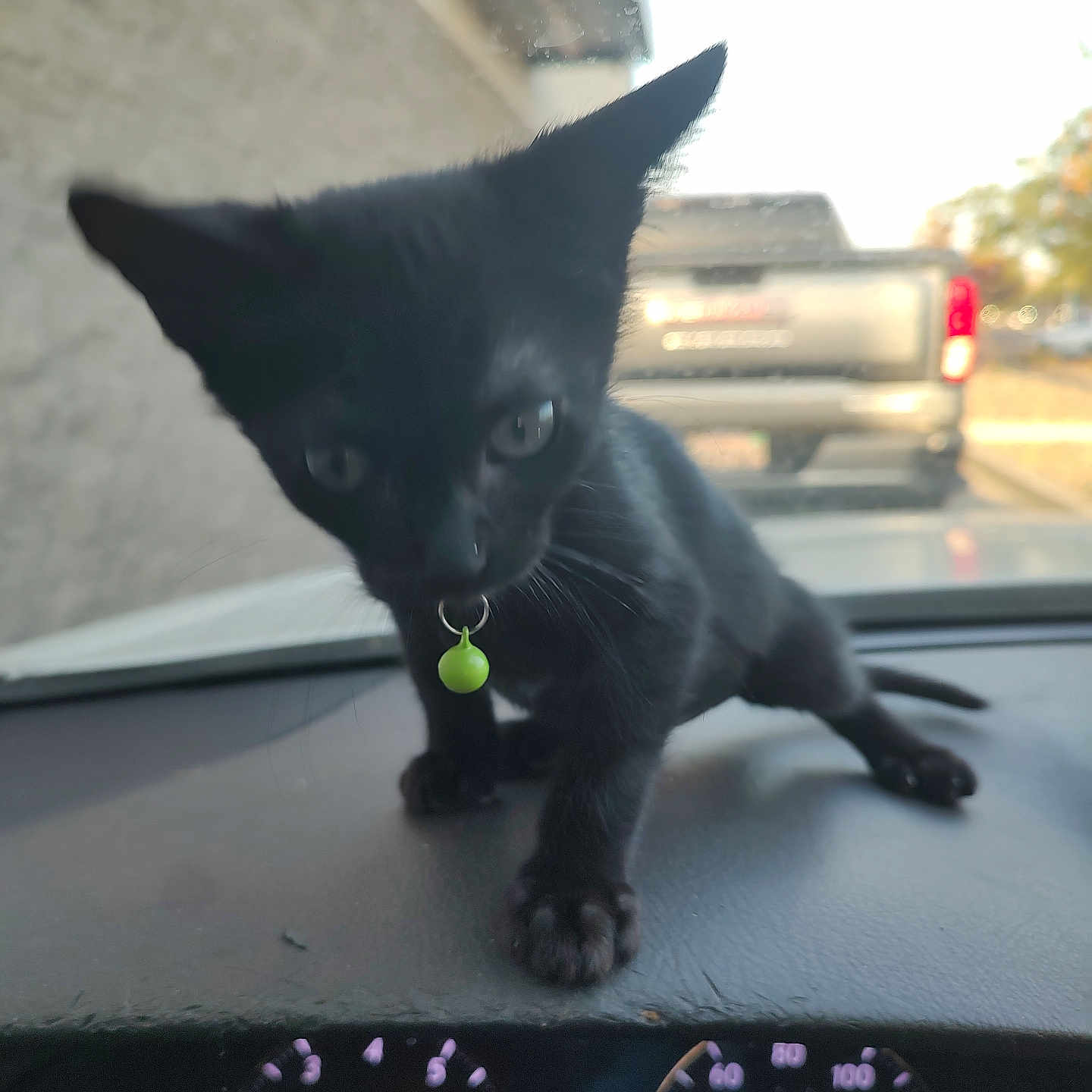 Sophie Cunningham is registered to the contest to win money with this photo: black_kitten, cat, pet, dashboard, car, vehicle, collar, green_bell, curious, outdoor, blurry_background, window, animal, small, feline, young, closeup, domestic_animal, playful, exploring