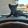 Sophie Cunningham is registered to the contest to win money with this photo: cat, kitten, black_cat, dashboard, car_interior, steering_wheel, vehicle, collar, pet, animal, window, outdoor, blurred, feline, domestic_animal, resting, young_cat, indoor, transportation, cute