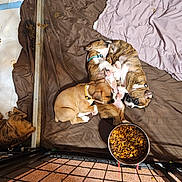 Beaubien Babies is registered to the contest to win money with this photo: puppies, sleeping, brown_blanket, dog_food, bowl, cage, kennel, cute, pet, indoor, floor, playing_area, young_dogs, collars, snuggling, resting, canine, paw, fur, domestic_animal