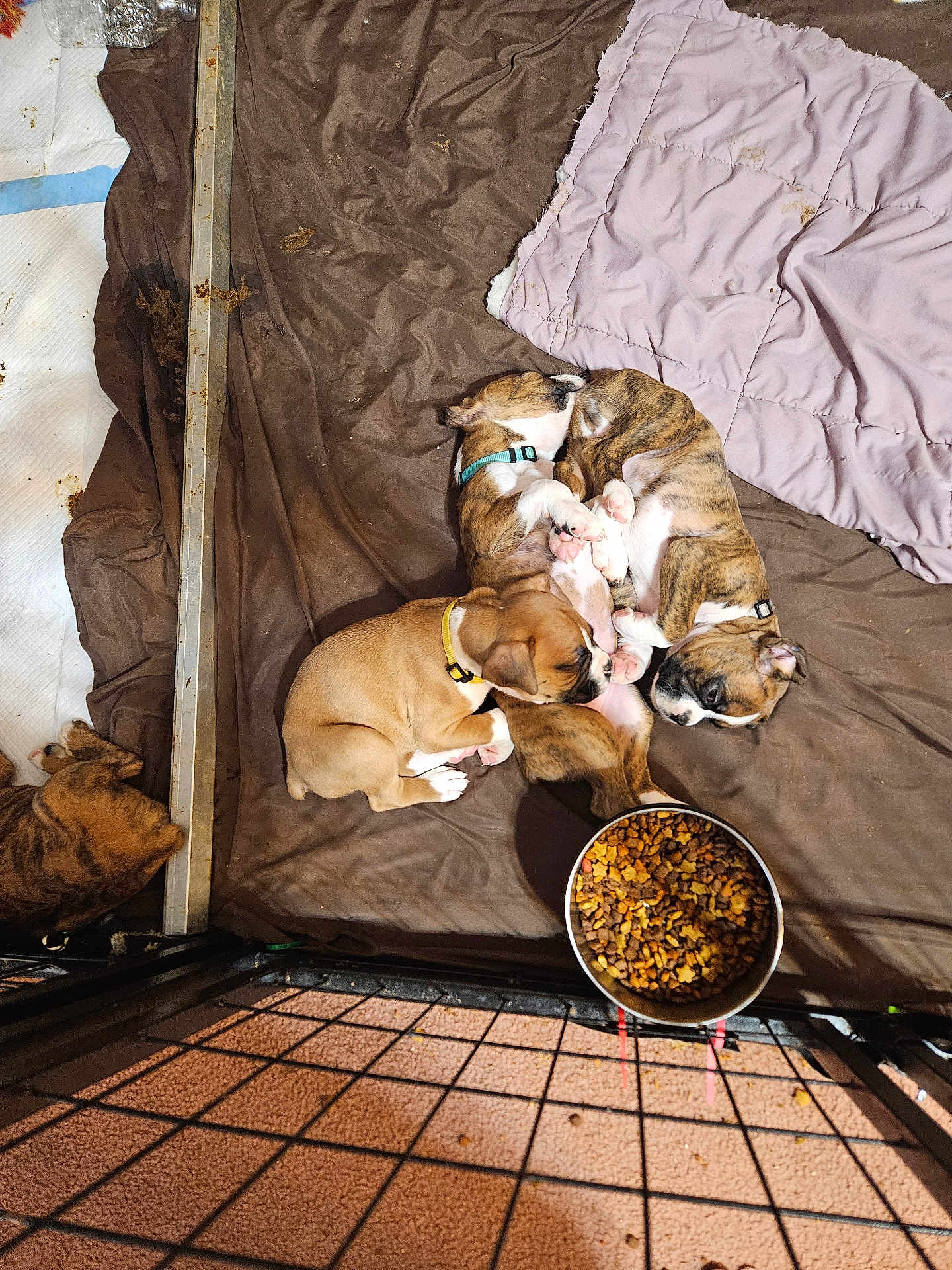 Beaubien Babies is registered to the contest to win money with this photo: puppies, sleeping, brown_blanket, dog_food, bowl, cage, kennel, cute, pet, indoor, floor, playing_area, young_dogs, collars, snuggling, resting, canine, paw, fur, domestic_animal
