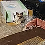cardboard_box, cat, clutter, cozy, curious, domestic_animal, ears, feline, floor_tile, foot_bath, fur, furniture, household_items, indoor, mat, pet, pet_bed, plastic_wrap, resting, table