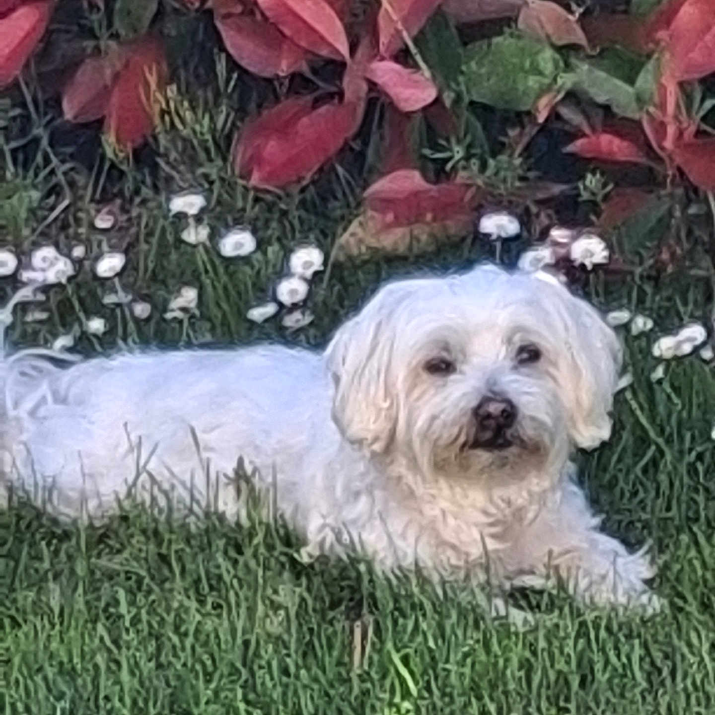 Jazz a rejoint le concours — aidez-le/la à gagner de superbes lots ! dog, white_dog, small_dog, fluffy, lying_down, grass, garden, plants, leaves, flowers, daisies, outdoors, pet, animal, portrait, fur, white_fur, face, eyes, relaxed