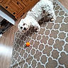 dog, white_dog, small_dog, fluffy, long_hair, standing, looking_up, indoors, living_room, rug, patterned_rug, wood_floor, wooden_cabinet, furniture, orange_ball, pet_toy, home, portrait, cute, photography