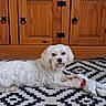 dog, white_dog, fluffy, small_dog, pet, animal, lying_down, toy, plush_toy, rug, patterned_rug, wooden_cabinet, furniture, indoor, home, living_room, portrait, looking_at_camera, cute, relaxed