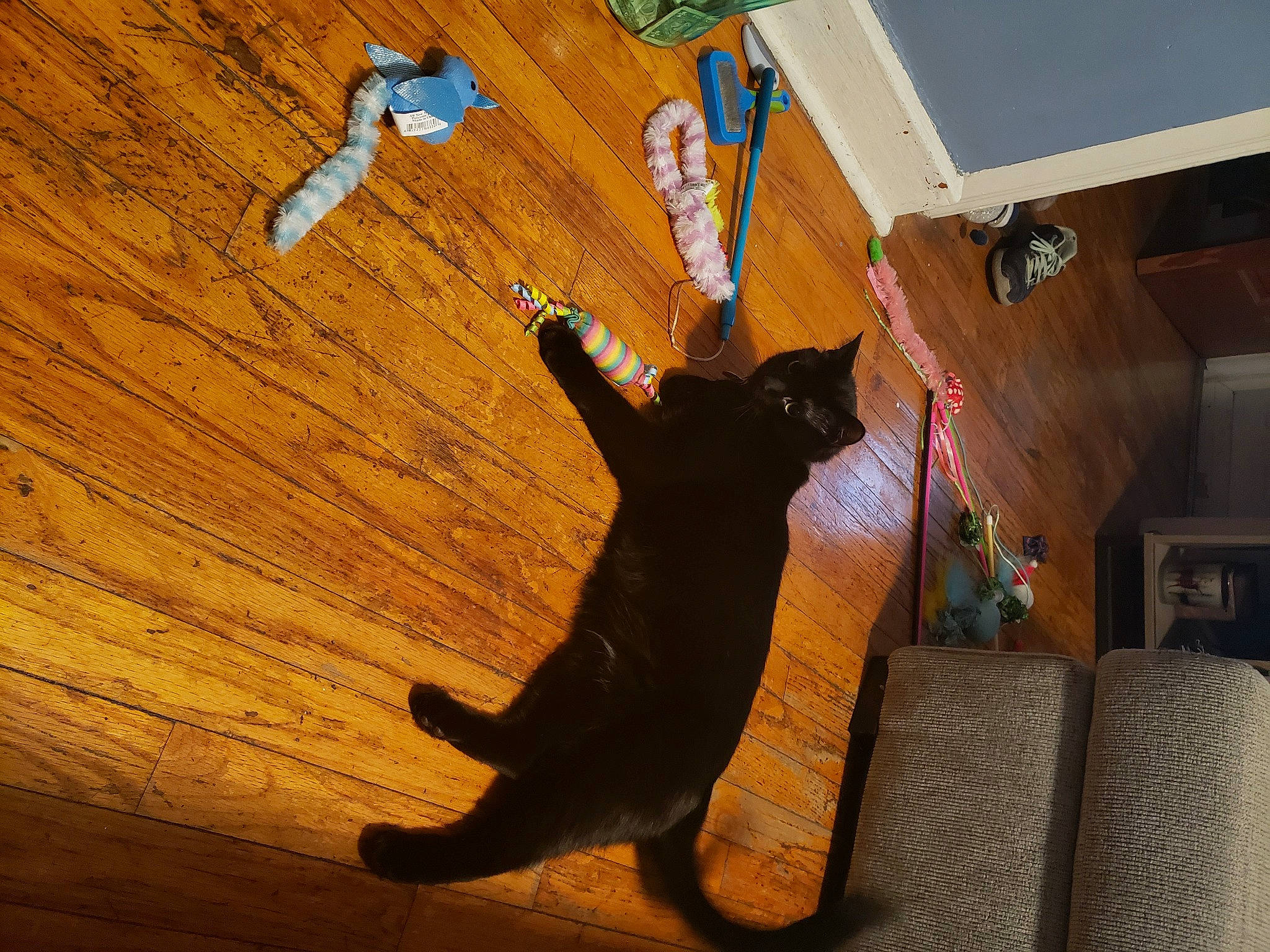 Jett is registered to the contest to win money with this photo: carnivore, cat, comfort, domestic_short_haired_cat, fawn, felidae, floor, flooring, fur, hardwood, laminate_flooring, plywood, room, small_to_medium_sized_cats, tail, varnish, whiskers, wood, wood_flooring, wood_stain