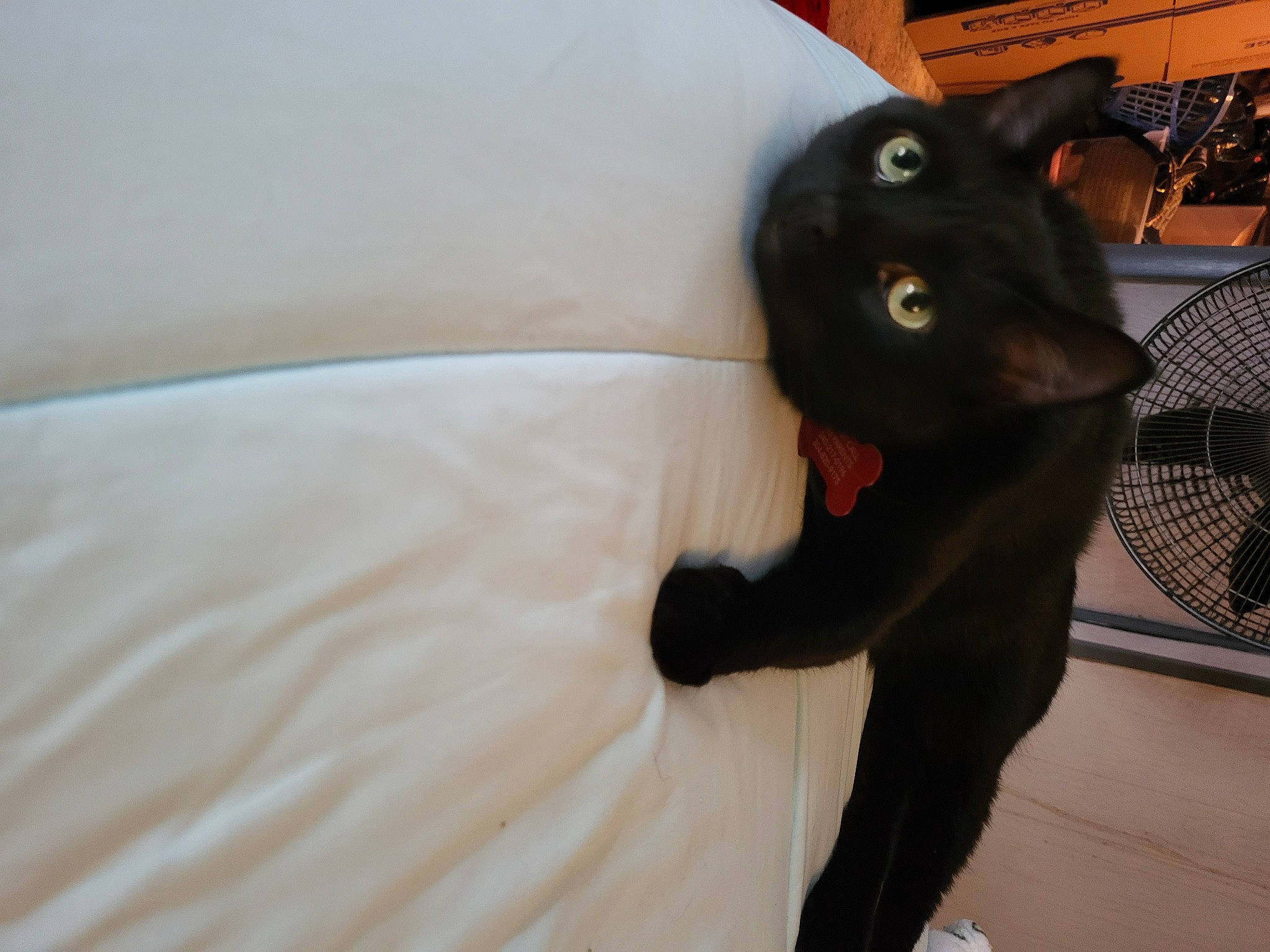 Jett joined the competition — help win amazing prizes! black_cat, bombay, carnivore, cat, claw, comfort, dog_breed, domestic_short_haired_cat, felidae, flooring, fur, hardwood, havana_brown, human_leg, mechanical_fan, paw, small_to_medium_sized_cats, snout, tail, whiskers