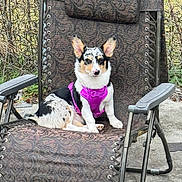 Pebbles is registered to the contest to win money with this photo: dog, pet, outdoor, chair, purple_harness, recliner, fence, grass, concrete, patterned_fabric, animal, sitting, canine, ears, face, fur, leisure, backyard, resting, calm