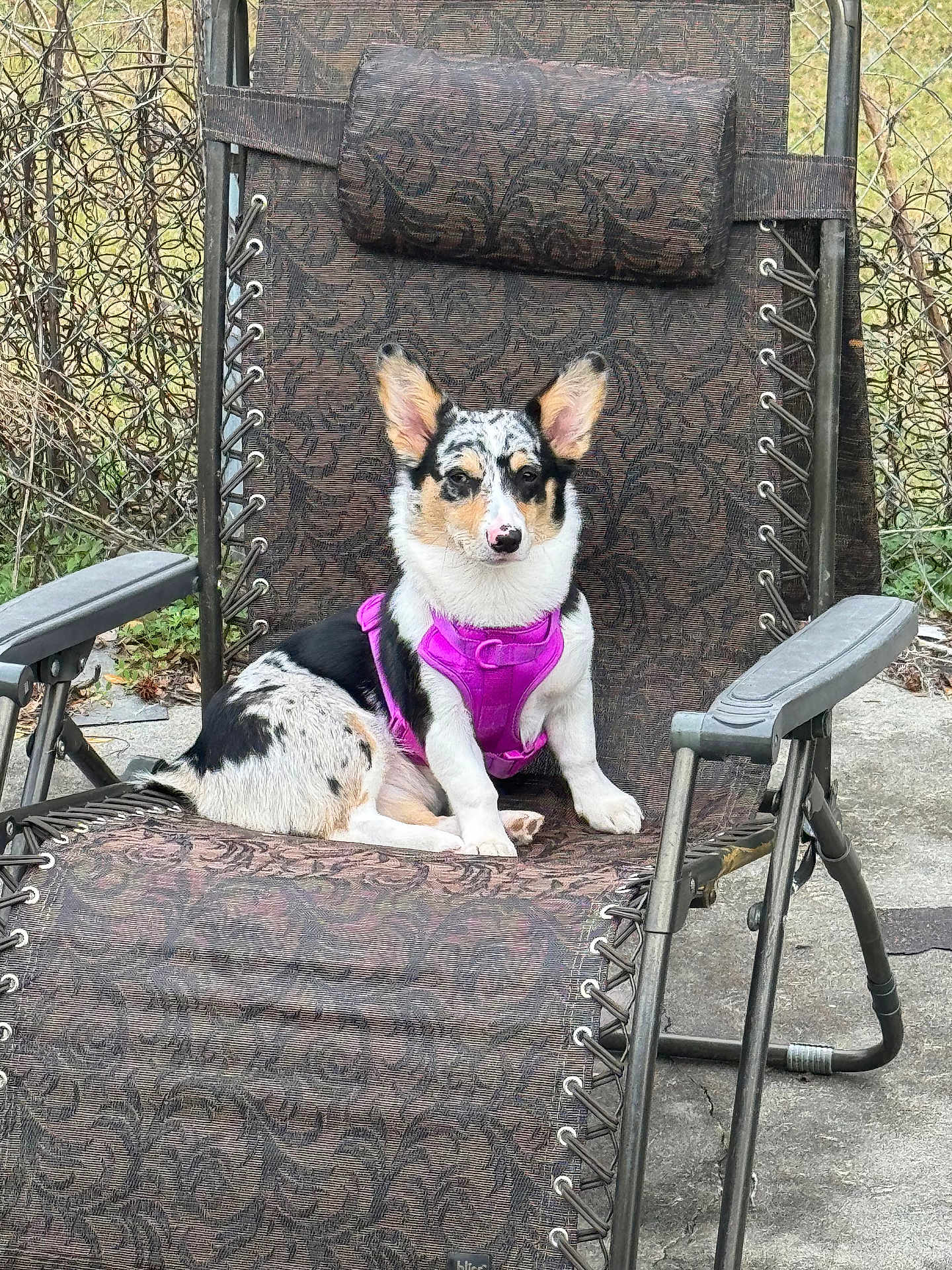 Pebbles is registered to the contest to win money with this photo: dog, pet, outdoor, chair, purple_harness, recliner, fence, grass, concrete, patterned_fabric, animal, sitting, canine, ears, face, fur, leisure, backyard, resting, calm