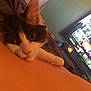 Margaux is registered to the contest to win money with this photo: animal, black_and_white, cat, close_up, couch, curious, curtain, feline, indoor, kitten, paw, person, pet, relaxing, resting, room, skin, soft_lighting, streaming_menu, television
