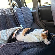 Margaux joined the competition — help win amazing prizes! animal, calico, car_seat, cat, comfort, cozy, domestic_cat, fur, indoor, knitted_blanket, pet, quiet, relaxing, resting, seat_cover, sleeping, sunlight, transportation, vehicle_interior, window