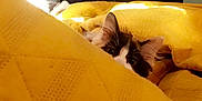 Margaux is registered to the contest to win money with this photo: animal, cat, comfortable, cozy, curious, cute, feline, hidden, home, indoor, light, peeking, pet, reflection, relaxing, shadow, soft_texture, television, warm, yellow_blanket