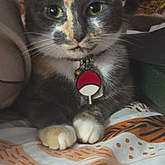 Princess Terror is registered to the contest to win money with this photo: cat, pet, close_up, collar, tag, multicolor, fur, whiskers, paws, bed, blanket, indoor, cute, animal, feline, resting, looking, curious, domestic, soft
