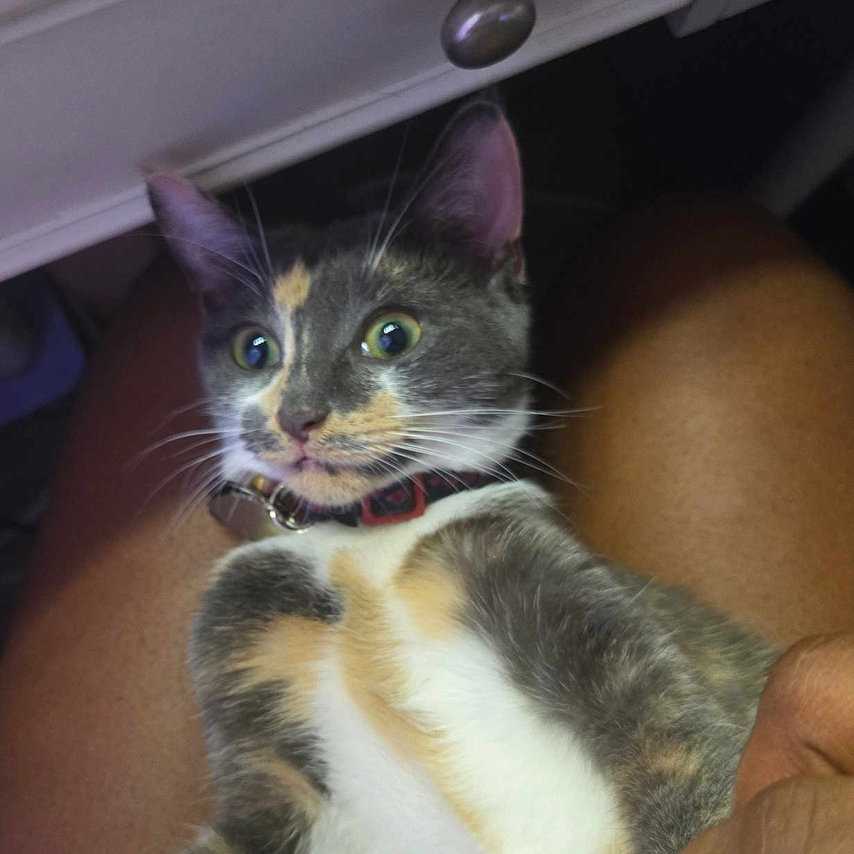 Princess Terror joined the competition — help win amazing prizes! animal, calico, cat, closeup, collar, curious, domestic_cat, drawer, fur, furniture, holding, human_hand, indoor, lap, legs, paw, pet, sitting, whiskers, wide_eyes