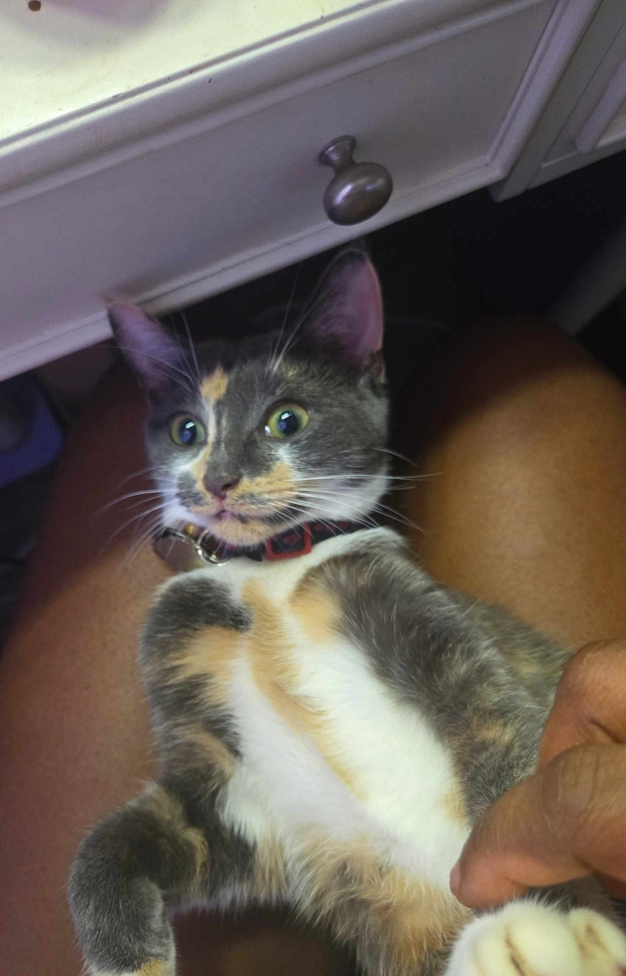 Princess Terror joined the competition — help win amazing prizes! cat, calico, pet, animal, fur, whiskers, collar, paw, legs, human_hand, indoor, furniture, drawer, curious, wide_eyes, closeup, domestic_cat, sitting, lap, holding