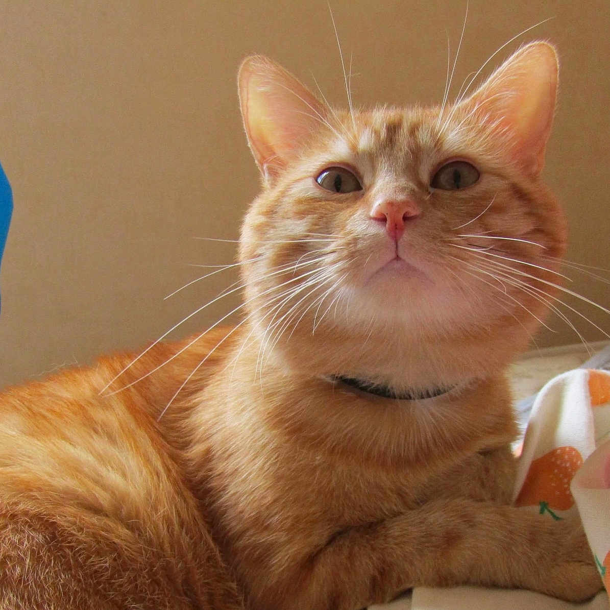 Cassette a rejoint le concours — aidez-le/la à gagner de superbes lots ! abyssinian, angora, animal, bed, blanket, cat, chair, couch, cushion, furniture, homedecor, kitten, manx, person, pet, quilt, siamese, sleeping, towel, toy