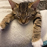 Jama joined the competition — help win amazing prizes! cat, kitten, sleeping, tabby, paws, fur, closeup, pet, animal, resting, cozy, soft, blanket, cute, whiskers, relaxation, indoors, feline, young, nap