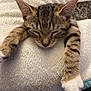 cat, kitten, sleeping, tabby, paws, fur, closeup, pet, animal, resting, cozy, soft, blanket, cute, whiskers, relaxation, indoors, feline, young, nap