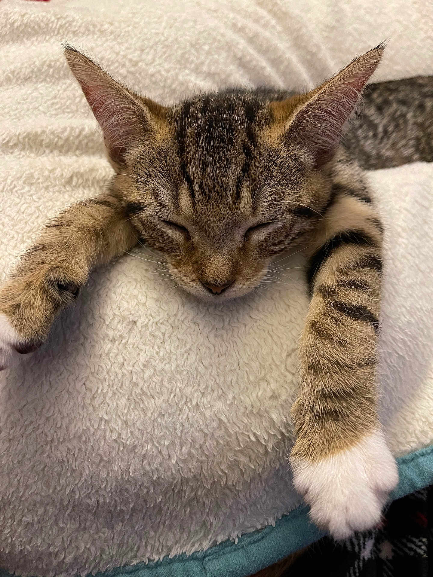 Jama joined the competition — help win amazing prizes! cat, kitten, sleeping, tabby, paws, fur, closeup, pet, animal, resting, cozy, soft, blanket, cute, whiskers, relaxation, indoors, feline, young, nap