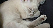 Pearl is registered to the contest to win money with this photo: animal, cat, closeup, comfort, cozy, cute, domestic_animal, feline, fur, indoor, lying_down, nap, peaceful, pet, quiet, relaxation, resting, sleeping, soft, white_cat