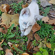 Pearl is registered to the contest to win money with this photo: kitten, cat, animal, outdoor, greenery, leaves, autumn, nature, young, small, curious, white_fur, blue_eyes, playful, walking, plants, ground, closeup, cute, pet