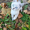 Pearl is registered to the contest to win money with this photo: kitten, cat, blue_eyes, outdoor, plants, leaves, autumn, nature, curious, small, young, pet, fur, whiskers, tail, ground, greenery, brown, wildlife, cute