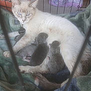 Pearl is registered to the contest to win money with this photo: cat, kitten, newborn, animal, pet, mammal, feline, nursing, mother, baby, cage, blanket, indoor, basketball, fur, cute, resting, blue_eyes, domestic, soft