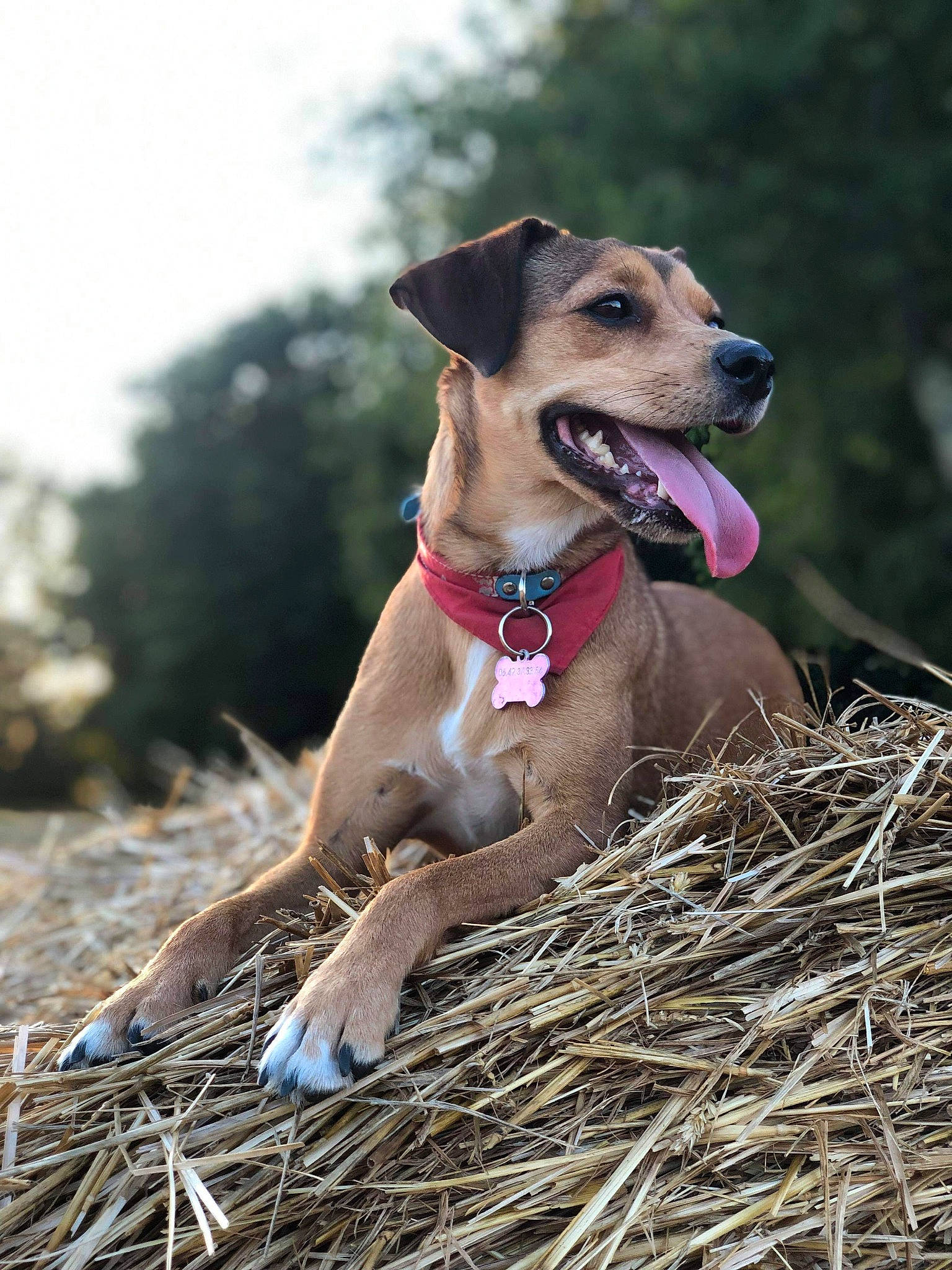 Roxie participe au concours pour gagner de l'argent avec cette photo : canidae, carnivore, collar, companion_dog, dog, dog_breed, dog_collar, dog_supply, fawn, greyhound, hound, hunting_dog, leash, pet_supply, polish_greyhound, snout, sporting_group, straw, twig, working_animal