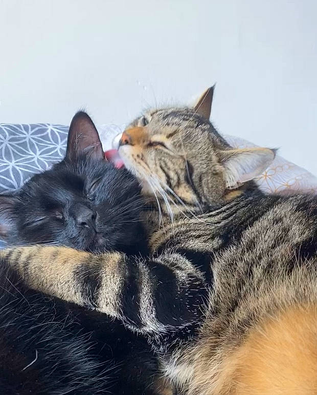 Rustic a rejoint le concours — aidez-le/la à gagner de superbes lots ! carnivore, cat, claw, comfort, domestic_short_haired_cat, ear, felidae, fur, mammal, nap, paw, sitting, sleep, small_to_medium_sized_cats, snout, tail, vertebrate, whiskers, wildlife