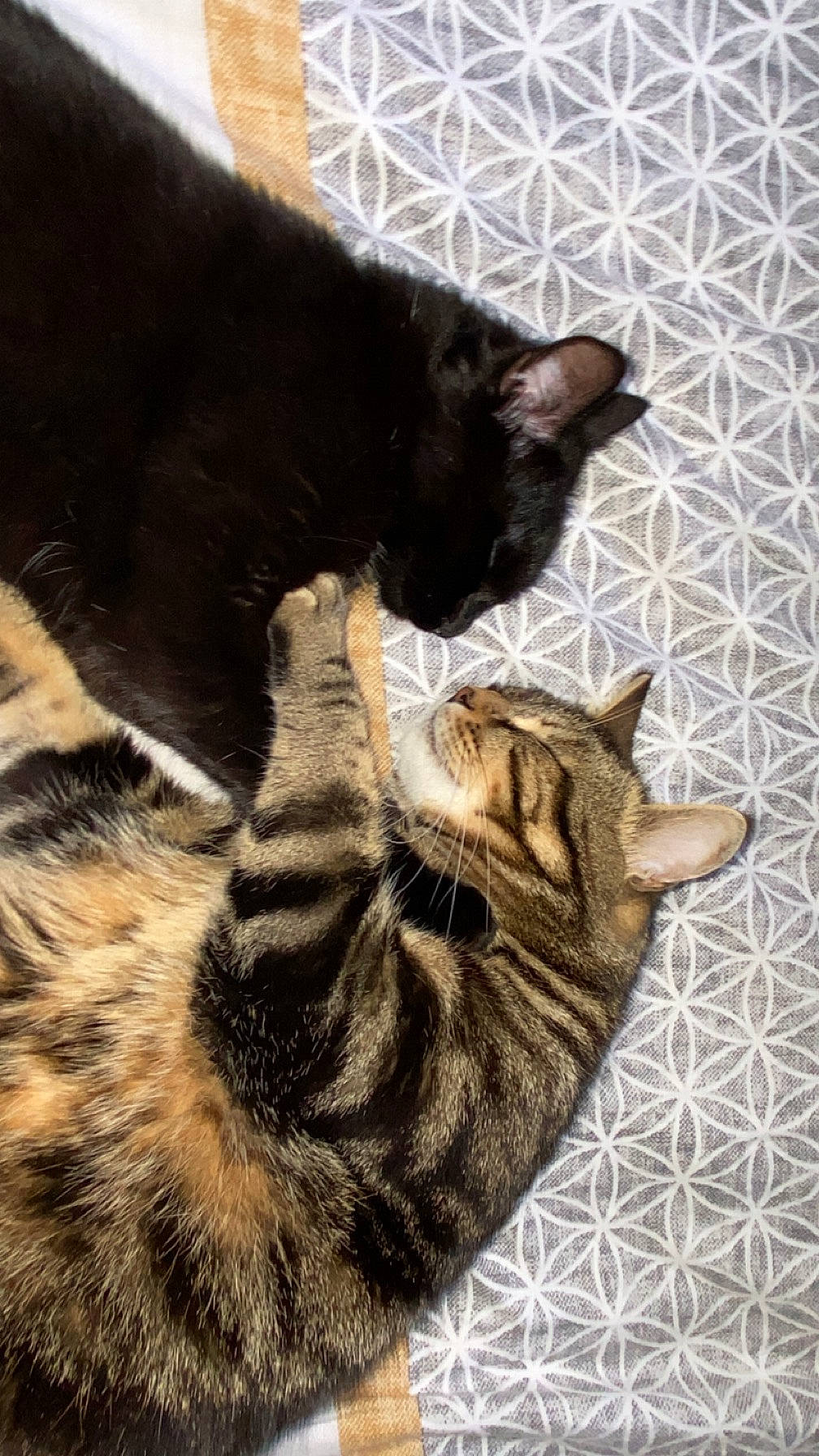 Rustic participe au concours pour gagner de l'argent avec cette photo : black_cat, carnivore, cat, cat_supply, claw, comfort, domestic_short_haired_cat, felidae, foot, fur, pattern, paw, small_to_medium_sized_cats, snout, tail, terrestrial_animal, whiskers