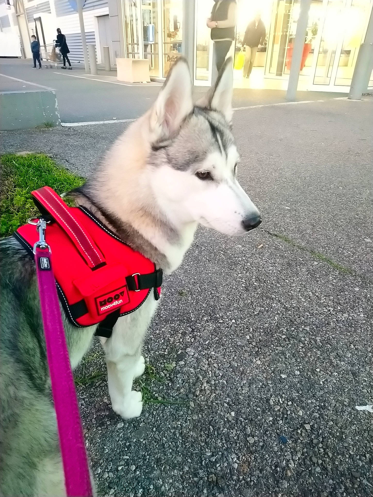 Nikita participe au concours pour gagner de l'argent avec cette photo : ancient_dog_breeds, bench, canidae, carnivore, collar, companion_dog, dog, dog_breed, dog_collar, dog_supply, fur, leash, northern_inuit_dog, pet_supply, sidewalk, sled_dog, snout, sporting_group, working_animal, working_dog