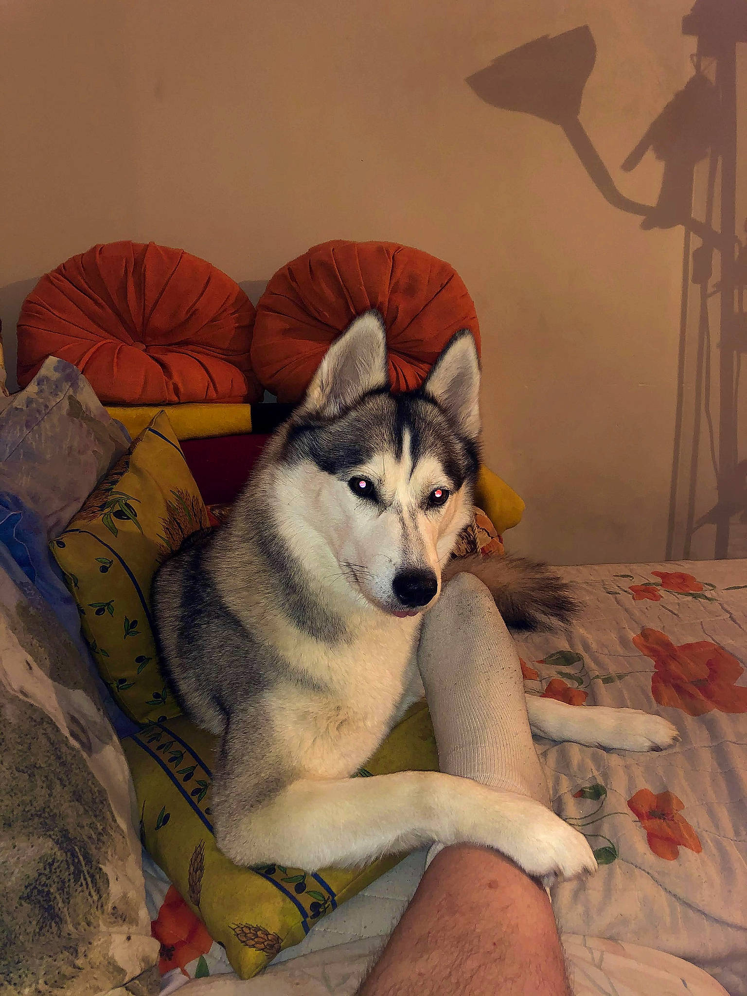 Nikita a rejoint le concours — aidez-le/la à gagner de superbes lots ! bed, canidae, canis, carnivore, comfort, couch, dog, dog_breed, foot, grey, ladder, linens, northern_inuit_dog, sled_dog, wolf, wolfdog, working_animal, working_dog