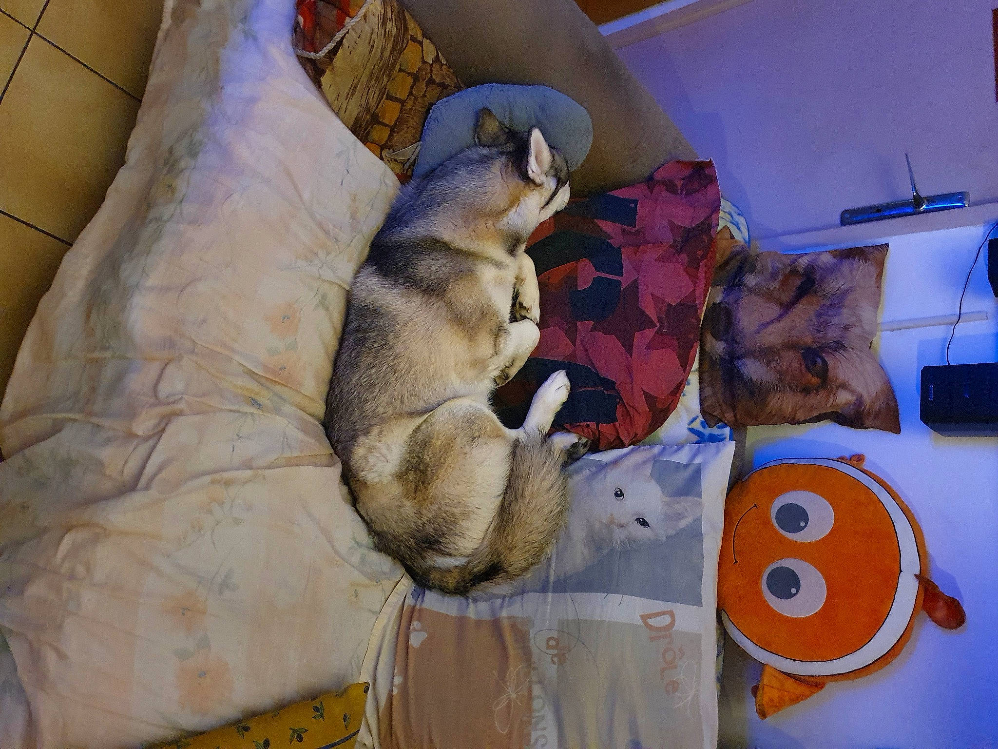 Nikita participe au concours pour gagner de l'argent avec cette photo : canidae, carnivore, comfort, companion_dog, couch, dog, dog_breed, fawn, felidae, fur, linens, mammal, plush, room, small_to_medium_sized_cats, sporting_group, stuffed_toy, tail, toy, vertebrate