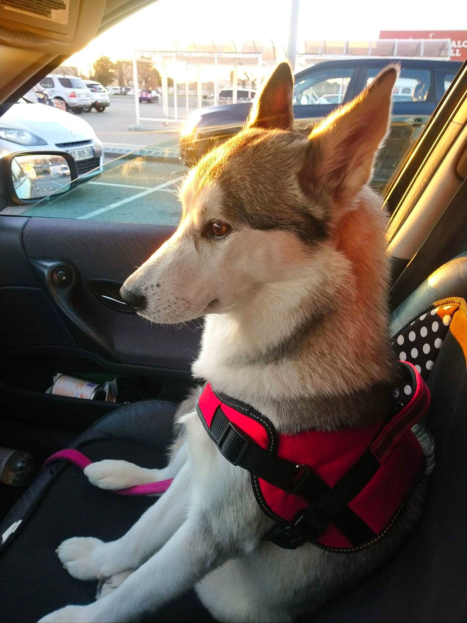 Nikita a rejoint le concours — aidez-le/la à gagner de superbes lots ! automotive_exterior, automotive_lighting, automotive_mirror, automotive_parking_light, carnivore, collar, dog, dog_breed, dog_collar, dog_supply, fur, headlamp, leash, pet_supply, sled_dog, snout, sporting_group, vehicle_door, windshield, working_animal