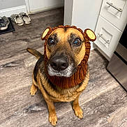 Leelah is registered to the contest to win money with this photo: animal, brown, cabinet, canine, costume, cute, dog, domestic, ears, floor, fur, indoors, kitchen, knitted_hat, looking_up, pet, portrait, slippers, waiting, wooden_floor