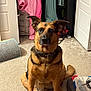 alert, black, blanket, brown, carpet, closet, clothing, collar, curious, dog, ears_up, floor, fur, german_shepherd, home, hoodie, indoor, pet_bed, scratching_post, sitting