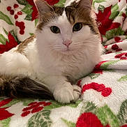 Snickers is registered to the contest to win money with this photo: animal, blanket, brown_fur, cat, christmas, close_up, cozy, cute, feline, fluffy, holiday, holly, indoor, lying_down, pattern, pet, poinsettia, portrait, relaxed, white_fur