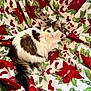 Snickers joined the competition — help win amazing prizes! animal, cat, christmas_theme, cozy, cute, decorative, domestic_cat, fluffy, fur, green, holiday_blanket, indoor, looking_at_camera, pet, poinsettia_pattern, red, relaxed, resting, soft_texture, white