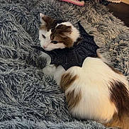 Snickers is registered to the contest to win money with this photo: cat, fluffy, bat_wings, blanket, crocheted_blanket, gray_blanket, cozy, indoor, pet, animal, white_and_brown, resting, cute, decor, wooden_floor, soft_texture, feline, comfort, heart_doodle, sparkle_doodle