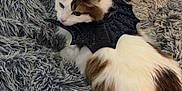 Snickers is registered to the contest to win money with this photo: animal, bat_wings, blanket, cat, comfort, cozy, crocheted_blanket, cute, decor, feline, fluffy, gray_blanket, heart_doodle, indoor, pet, resting, soft_texture, sparkle_doodle, white_and_brown, wooden_floor