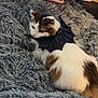 cat, fluffy, bat_wings, blanket, crocheted_blanket, gray_blanket, cozy, indoor, pet, animal, white_and_brown, resting, cute, decor, wooden_floor, soft_texture, feline, comfort, heart_doodle, sparkle_doodle