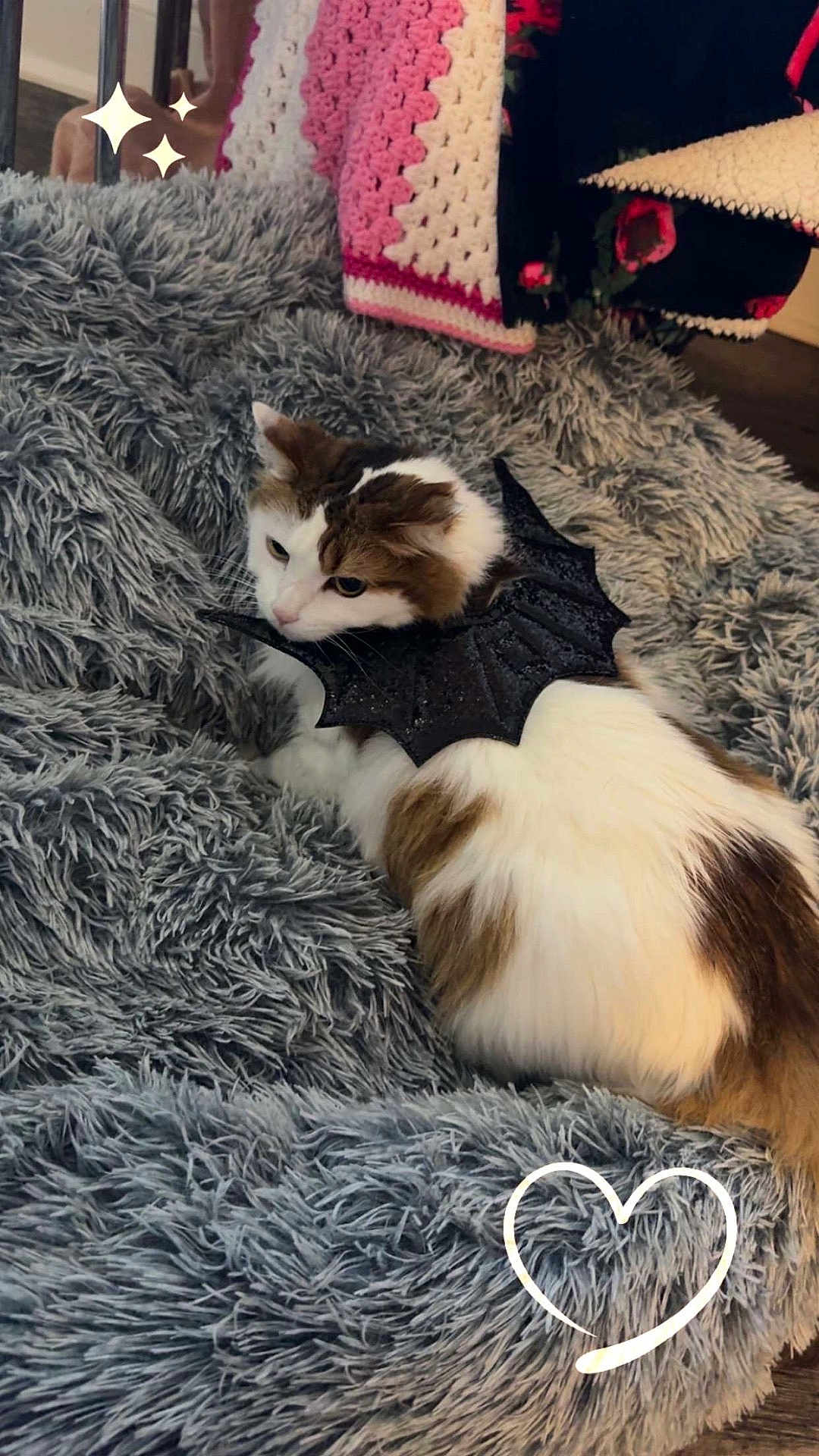Snickers is registered to the contest to win money with this photo: cat, fluffy, bat_wings, blanket, crocheted_blanket, gray_blanket, cozy, indoor, pet, animal, white_and_brown, resting, cute, decor, wooden_floor, soft_texture, feline, comfort, heart_doodle, sparkle_doodle
