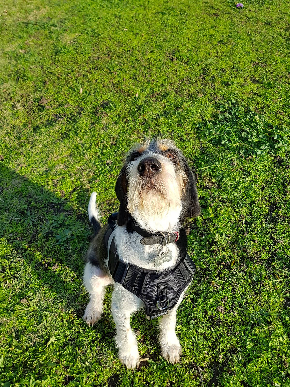 Plecki a rejoint le concours — aidez-le/la à gagner de superbes lots ! canidae, carnivore, cavachon, companion_dog, dog, dog_breed, grass, kyi_leo, lhasa_apso, lowchen, mammal, petit_basset_griffon_vendeen, puppy, rare_breed_dog, shih_tzu, snout, sporting_group, terrier, tibetan_terrier, vertebrate