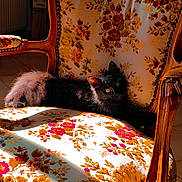 Boo a rejoint le concours — aidez-le/la à gagner de superbes lots ! animal, black_cat, cat, chair, comfort, cozy, curious, daylight, decor, floral_pattern, furniture, home, indoor, pet, relaxing, resting, shadow, sunlight, vintage, wooden_frame