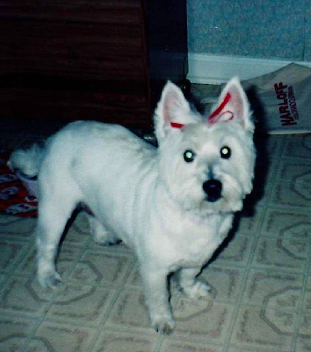 Peaches joined the competition — help win amazing prizes! ancient_dog_breeds, canidae, carnivore, companion_dog, dog, dog_breed, flooring, fur, non_sporting_group, small_terrier, snout, sporting_group, tail, terrestrial_animal, toy_dog, whiskers, windscreen_wiper, working_animal