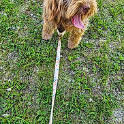 Rosie is registered to the contest to win money with this photo: dog, leash, grass, outdoor, pet, animal, tongue_out, happy, brown_fur, shaggy_fur, close_up, playful, nature, walk, canine, summer, greenery, excited, young_dog, leash_clasp